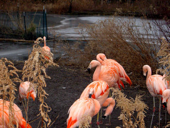 View of birds at lakeshore