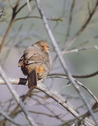 Close-up of bird perching on branch