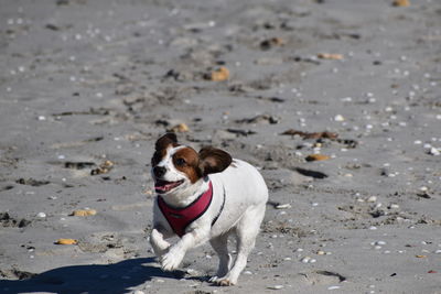 Dog running on beach