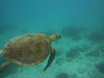 View of turtle swimming in sea