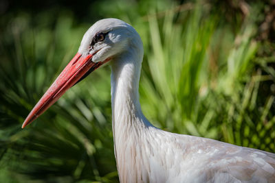 Close-up of a bird