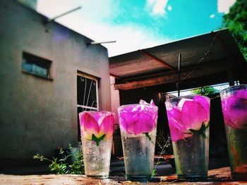 Pink flowers by building against sky