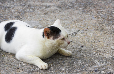 White cat staring at prey