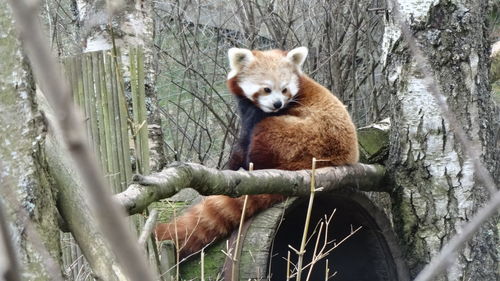 View of an animal in zoo