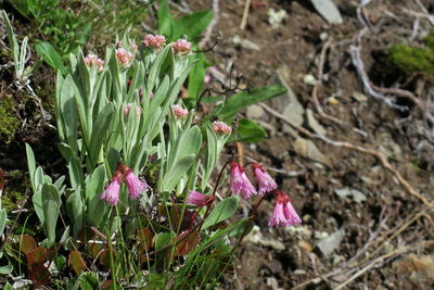 Close-up of plant growing on field