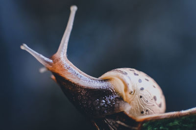 Close-up of snail