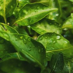 Close-up of wet plant