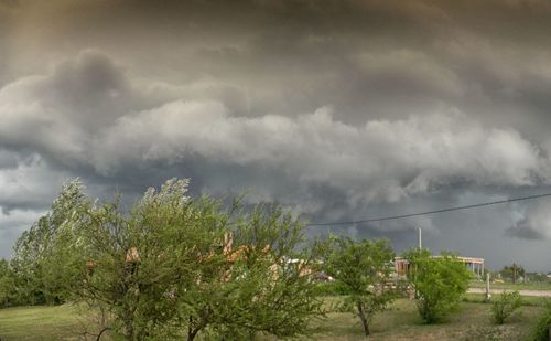 Storm clouds over plants and trees