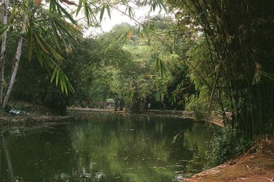 Scenic view of lake in forest