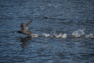 View of bird swimming in sea