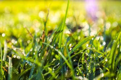 Close-up of fresh green grass