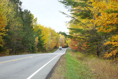 Road amidst trees