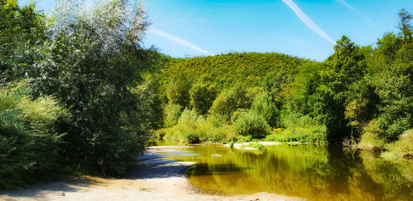 Scenic view of forest against sky