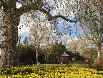 Yellow flowers growing on field