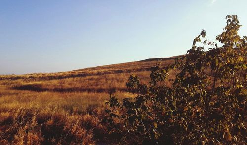 Scenic view of field against clear sky