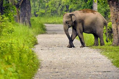 View of elephant walking on road