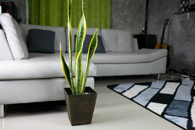 Potted plant on table at home