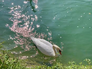 High angle view of swans swimming in lake