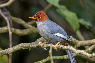 Nature wildlife image bird of a chestnut-hooded laughingthrush