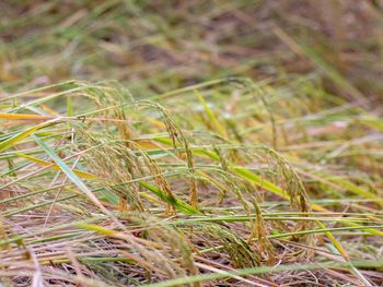 Close-up of grass on field