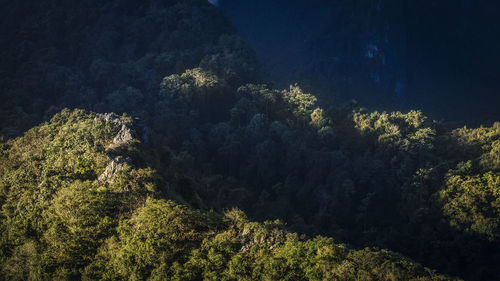 High angle view of plants and trees in forest