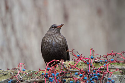 Close-up of thrush bird perching on branch