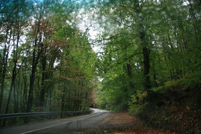 Empty road along trees