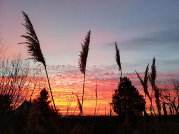 Silhouette trees against sky during sunset