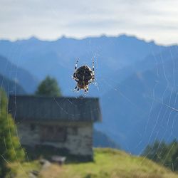Close-up of spider on web