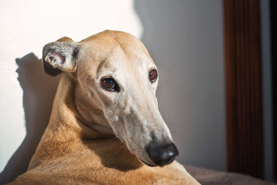 Close-up portrait of a dog