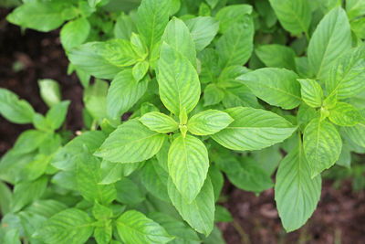 Close-up of fresh green leaves