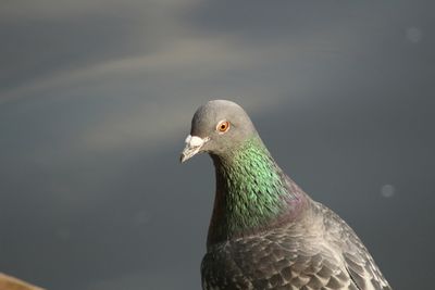 Close-up of bird