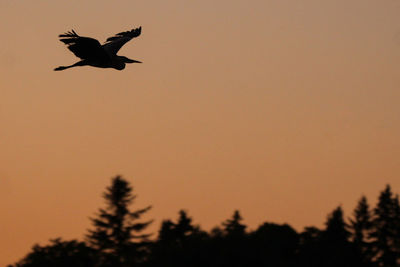 Low angle view of silhouette bird flying in sky