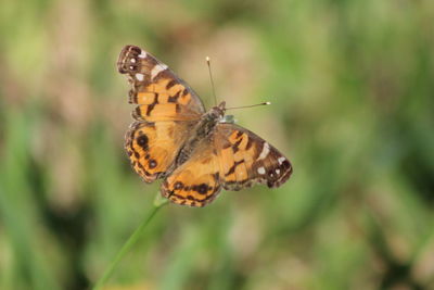 Close-up of butterfly perching on flower