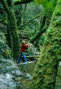 Woman standing on rocks in forest