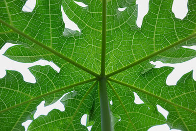 Full frame shot of leaf