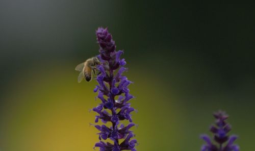 Close-up of insect on purple flowering plant