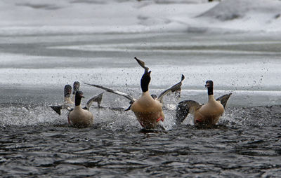 Ducks swimming in lake during winter