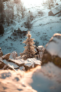 Surface level of frozen trees on snow covered land