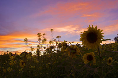 Plants against sky at sunset