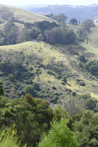 High angle view of trees on mountain