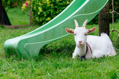 Portrait of sheep on field