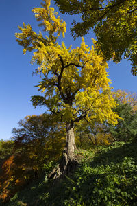 Low angle view of tree against sky