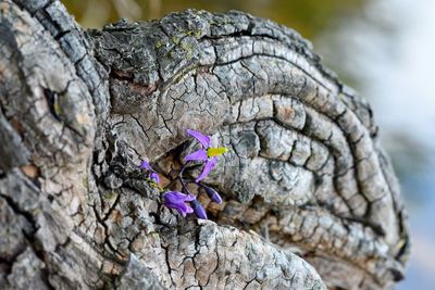 Close-up of purple flower tree trunk