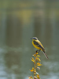 Close-up of bird perching on lake