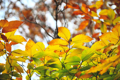 Low angle view of yellow autumn tree