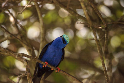 Low angle view of bird perching on branch