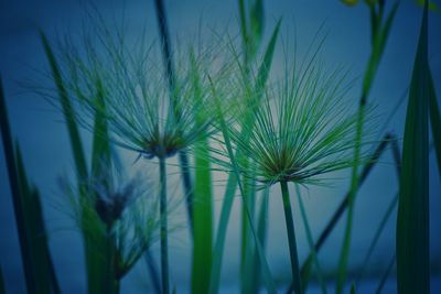 Close-up of fresh green plant against sky