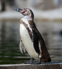 Close-up of penguin