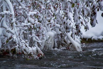White flowers hanging on frozen river